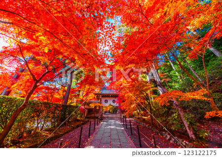Autumn leaves on the approach to Komyo-ji Temple in Kyoto Autumn leaves on the approach to Komyo-ji Temple in Kyoto 123122175