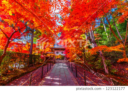 京都光明寺路上的秋葉 123122177