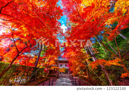 Autumn leaves on the approach to Komyo-ji Temple in Kyoto 123122180