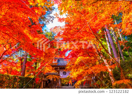 京都光明寺路上的秋葉 123122182