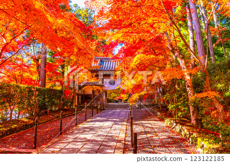 京都光明寺路上的秋葉 京都光明寺路上的秋葉 123122185