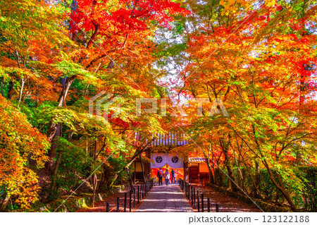 Autumn leaves on the approach to Komyo-ji Temple in Kyoto 123122188