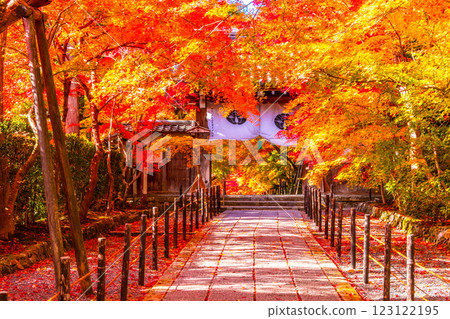 Autumn leaves on the approach to Komyo-ji Temple in Kyoto 123122195