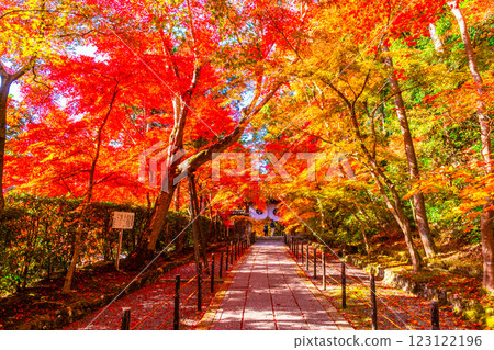 Autumn leaves on the approach to Komyo-ji Temple in Kyoto Autumn leaves on the approach to Komyo-ji Temple in Kyoto 123122196
