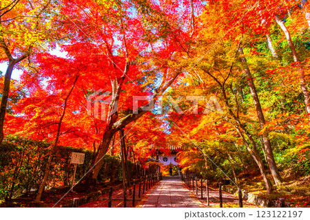 京都光明寺路上的秋葉 123122197