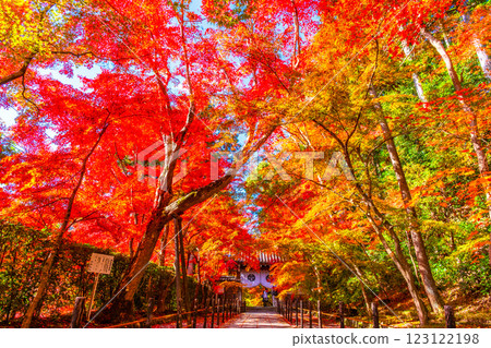 京都光明寺路上的秋葉 123122198