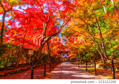 京都光明寺路上的秋葉 123122200