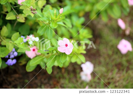 Cute Madagascar periwinkle flowers Cute Madagascar periwinkle flowers 123122341