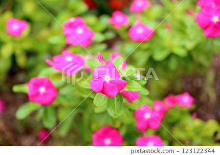 可愛的馬達加斯加長春花 可愛的馬達加斯加長春花 123122344