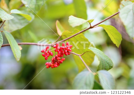 充滿活力的莢蒾果實 123122346