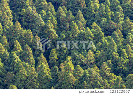 Yakushima Offshore Alps: Autumn in the Cedar Mountains Yakushima Offshore Alps: Autumn in the Cedar Mountains 123122997