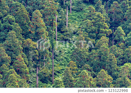 Autumn in the Yakushima Offshore Alps (November) - A neat cedar forest glowing in the sunlight 123122998