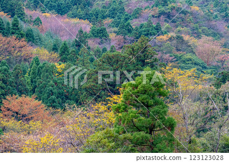 Autumn in the Yakushima Offshore Alps (November) Cedars and autumn leaves shining in the sunlight 123123028