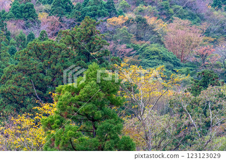 屋久島近海阿爾卑斯:綏爛的秋葉(11月) 屋久島近海阿爾卑斯:綏爛的秋葉(11月) 123123029