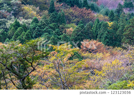 Autumn in the Yakushima Offshore Alps (November) Cedars and autumn leaves shining in the sunlight 123123036