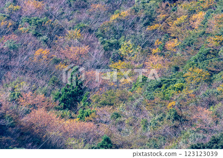 Yakushima Offshore Alps: Vivid autumn foliage (November) 123123039
