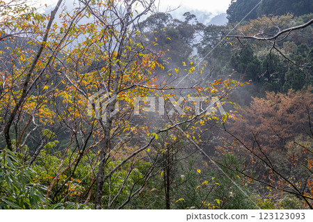 Yakushima Offshore Alps: Vivid autumn foliage (November) 123123093