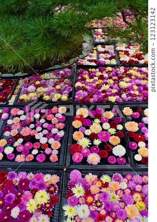 Group photo of colorful dahlia flowers 123123142
