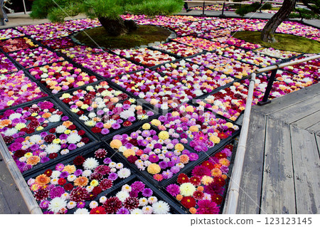 Group photo of colorful dahlia flowers 123123145