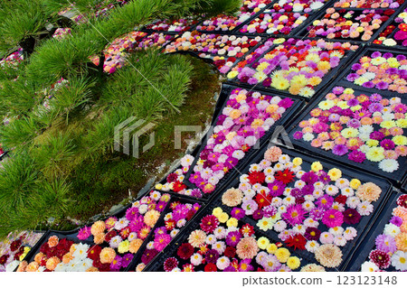 Group photo of colorful dahlia flowers Group photo of colorful dahlia flowers 123123148