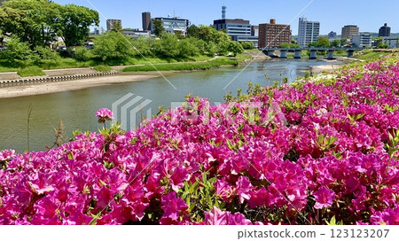 大津川沿岸盛開的杜鵑花（愛知縣岡崎市明代橋公園） 123123207