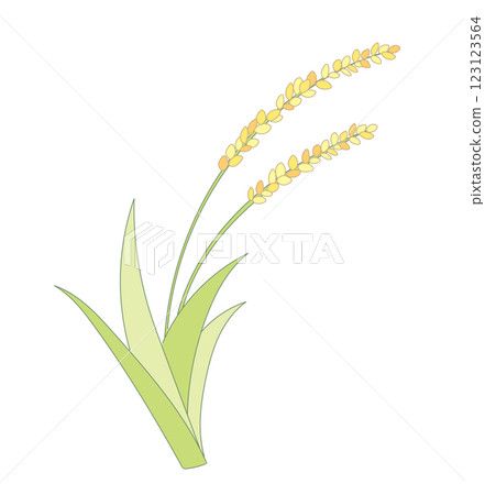 Ripened rice ears | Simple line illustration 123123564