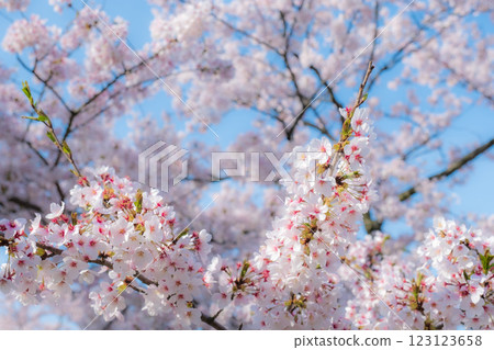 Cherry blossoms (soft focus) Cherry blossoms (soft focus) 123123658