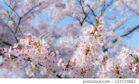 Cherry blossoms (soft focus) 123123662