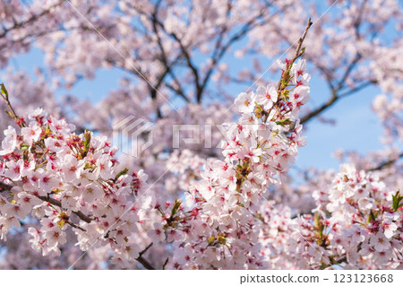 Cherry Blossoms Cherry Blossoms 123123668