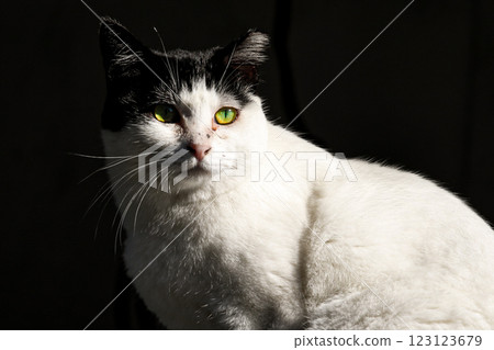 A cat staring at you A cat staring at you 123123679