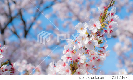 櫻花(柔焦) 櫻花(柔焦) 123123683