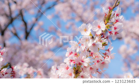 Cherry blossoms (soft focus) 123123685