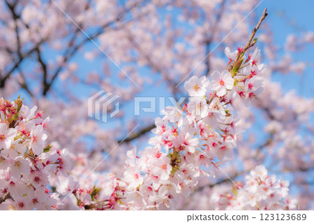 櫻花（柔焦） 123123689