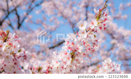 櫻花(柔焦) 櫻花(柔焦) 123123698