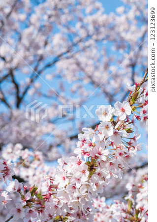 Cherry Blossoms	 123123699