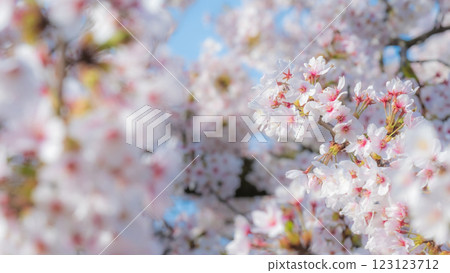 櫻花（柔焦） 123123712