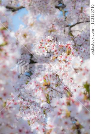 Cherry blossoms (soft focus) 123123716