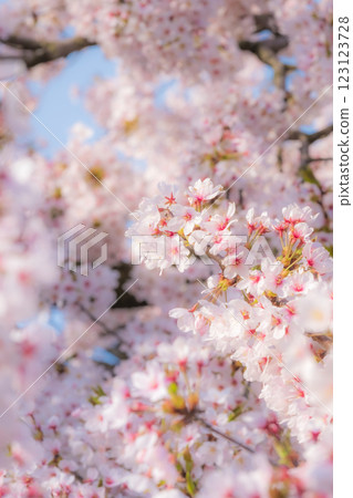Cherry blossoms (soft focus) 123123728