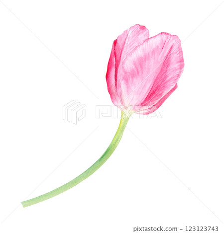 Tulip watercolor illustration isolated on white. Hand painted delicate pink flower, eco design. High quality clip art perfect for mother's day, women's day cards, posters, banners, decor and design 123123743