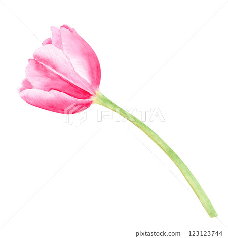 Tulip flower watercolor illustration isolated on white. Hand painted delicate pink flower, eco design. High quality clip art perfect for mother's day, women's day cards, posters, banners, decor design Tulip flower watercolor illustration isolated on white. Hand painted delicate pink flower, eco design. High quality clip art perfect for mother's day, women's day cards, posters, banners, decor design 123123744