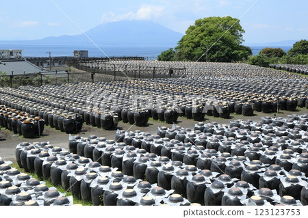 Kagoshima vinegared vinegar vineyard and Sakurajima 123123753