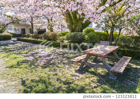 Spring at Odawara Castle Park: Cherry blossoms and benches beside the park [Odawara City, Kanagawa Prefecture] 123123811