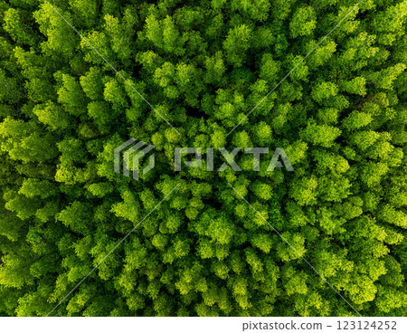 Aerial top down view of mangrove forest background texture 123124252
