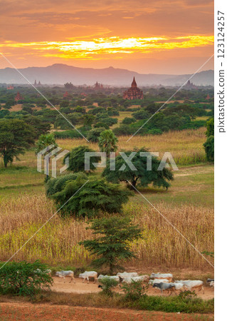 The Temples of bagan, Bagan, Myanmar 123124257