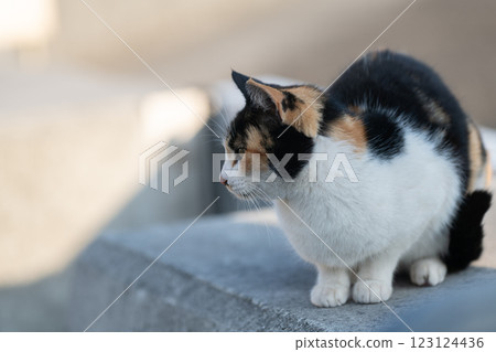 可愛的小貓 123124436