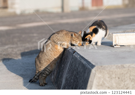 吃食物的兩隻貓 123124441