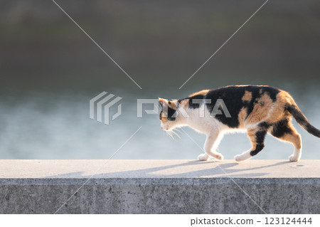 一隻可愛的印花布貓沿著堤防行走 123124444