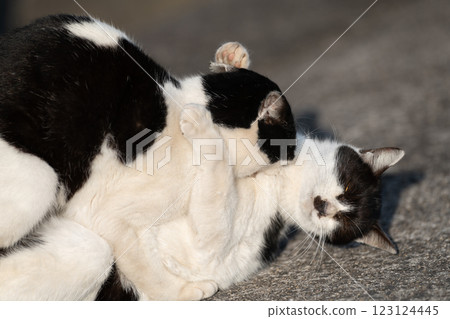 兩隻貓打架 123124445