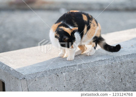 可愛的小貓 123124768