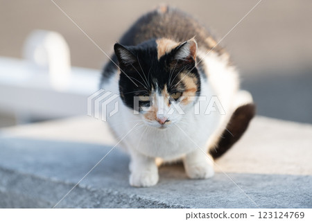 可愛的小貓 123124769